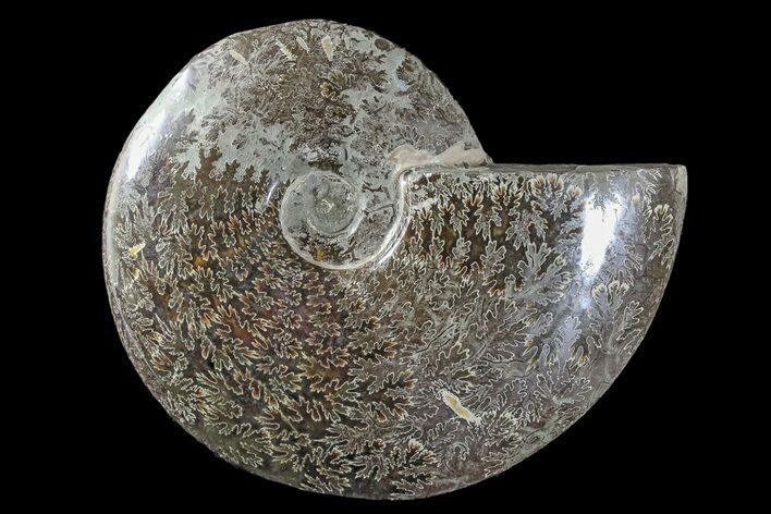 Polished Ammonite (Cleoniceras) Fossil - Madagascar #166385